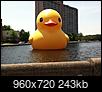 Has anyone seen "THE DUCK"....pictures?-034.jpg