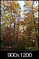 What are the leaves like in Williamsburg right now?-dscn9713.jpg