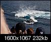 Here come the whales, Hawaii!!-img_7488-2.jpg