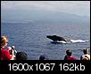 Here come the whales, Hawaii!!-img_7479-2.jpg