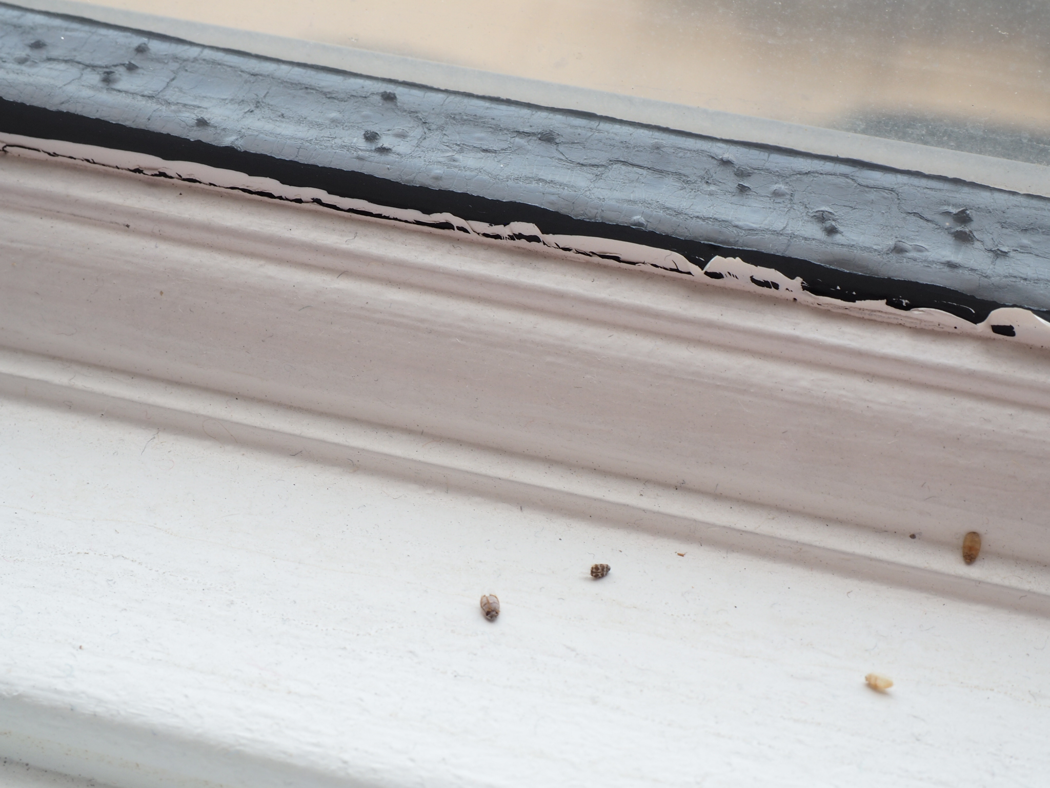 Skin And Body Of Small Bugs On Window Sills Floor Windows Furniture
