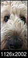 Sharpie Pen -1 Wool Rug -0 Wheaten Terrier =Searching For New Real Estate-img_1540.jpg