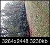 Here's my before and after photos of installing a row of 21 evergreen privacy trees-20201008_184222.jpg