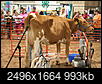 How's the Clark County Fair & Rodeo?-dogs-06-fair-albq-apr-06