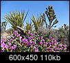 Wow, Wee Thump Joshua Tree Wilderness-wee-thump-blossoms.jpeg