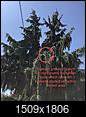 Arborist advice for pruning-d52fab3d-d0b7-4827-946a-689730bb41d7.jpeg