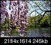 Stony Brook today I (duck pond & wisteria)-sb_duckpond_wisteria4.jpg