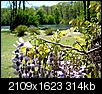 Stony Brook today I (duck pond & wisteria)-sb_duckpond_wisteria6.jpg