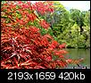 Stony Brook today I (duck pond & wisteria)-sb_duckpond_japanesemaple3.jpg