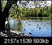 Stony Brook today I (duck pond & wisteria)-sb_duckpond1.jpg