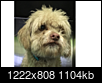 Anyone live near Jefferson/La Brea? Need help finding dog's owner-screen-shot-2019-01-17-2.26.10