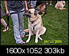 Fun event for a good cause...-woofstock-2009-018.jpg