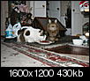 Pet pics-cat-dining-room-001.jpg