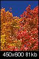Photos of Maine-fall-colors-2-medium-.jpg