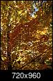 Miss fall in  Massachusetts!-leaves2.jpg