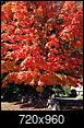 Miss fall in  Massachusetts!-red2.jpg