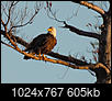 Photos of MA-please limit to photos & their discussion only, thanks.-baldeagle1a-1024.jpg