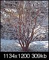 Mississippi pictures-snow.-010.jpg
