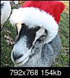 A Missouri Critters Christmas Greeting-005cropped-compressed.jpg