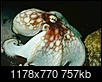 Old Photos-octopus-curacao-11-98-lr-0009.jpg