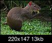 Tell me your nature observations!-agouti_.jpg