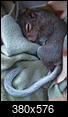 Fostering baby squirrels-13.jpg