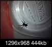 Is this a black widow spider?-photo-2-.jpg