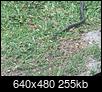 What type of Florida snake is this?-20140417_124655.jpg