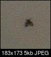 Small Fly Identification?-fly.jpg