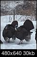 Picture Thread for NH-winter-turkeys.jpg