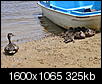 Picture Thread for NH-ducks-july-08-harvey-lake-2.jpg