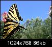 Butterflies!-p1000878.jpg