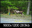 moose on the loose-lancaster-nh-021.jpg