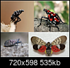 Invasion of the Spotted Lanternfly-slf1.png