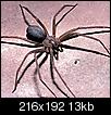 look what i found in my garage today-brown_recluse_spider.jpg