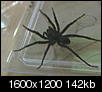 What kind of spider is this?-house-ebay-spider-5-09-014.jpg
