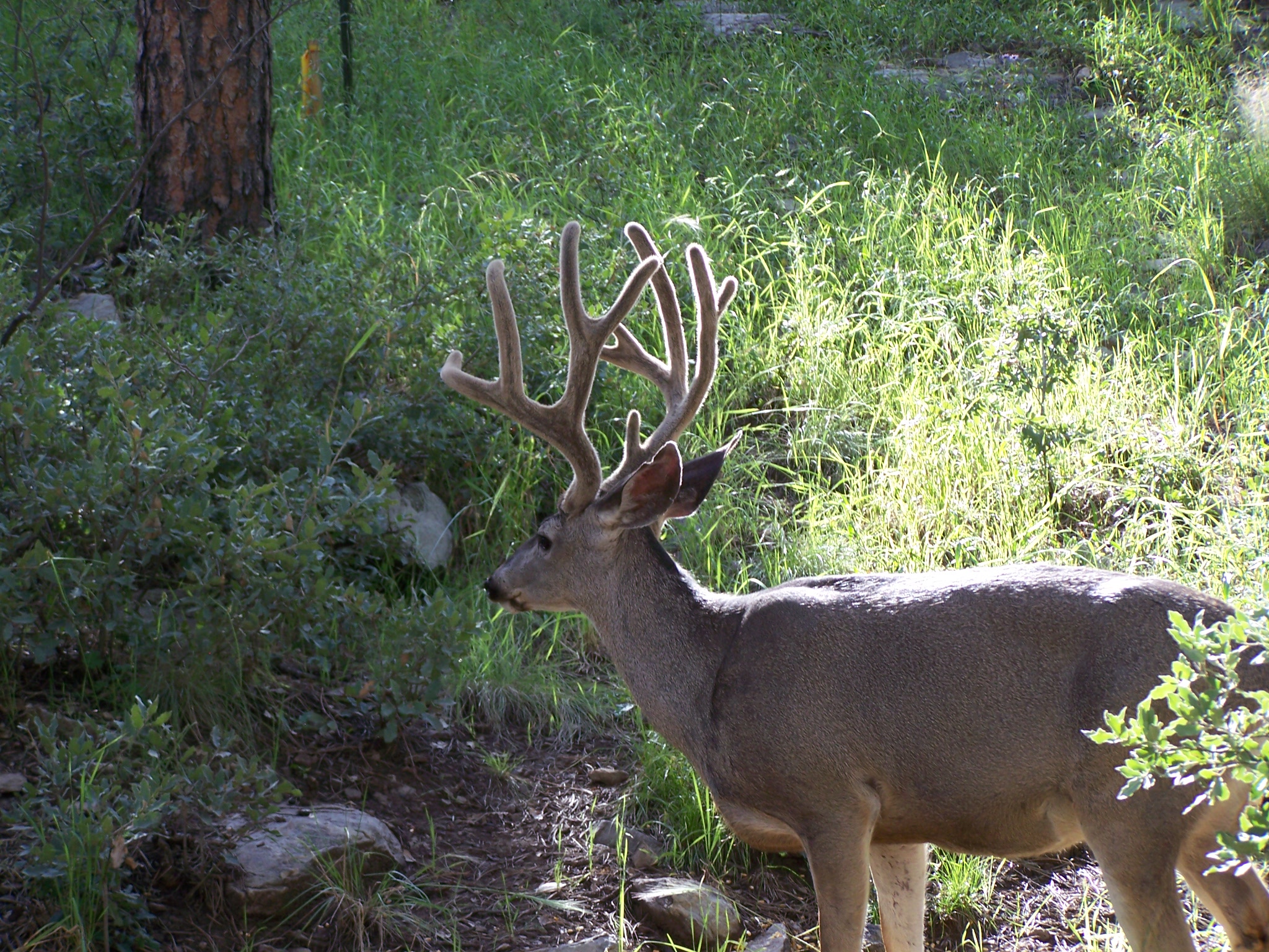 Nice Rack (Ruidoso: yard, pictures, great) - New Mexico (NM) - City ...