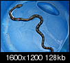 Snake pic.. Can anyone tell me what kind?-snake.jpg
