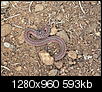 Snake pic.. Can anyone tell me what kind?-p1010734.jpg