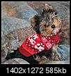 Dog breeder - poodle or yorkie-img_57892.jpg
