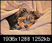 Dog breeder - poodle or yorkie-img_5838.jpg