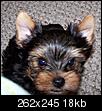 Dog breeder - poodle or yorkie-fancyboy11910-22.jpg