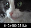 Did you cry when your pet died?-dsc02443.jpg