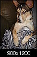 Mix Breeds - They really make the best pets-scout-watching-scary-movie.jpg