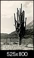 How do you remember Phoenix? Stories from long time residents...-lg-cactus.jpg