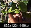 What is going on with my citrus trees?-image.jpg