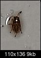 what are these tiny brown crawling bugs in my bathroom-20140501_114857-1.jpg