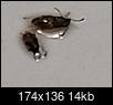 what are these tiny brown crawling bugs in my bathroom-20140501_115040-1.jpg