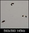 what are these tiny brown crawling bugs in my bathroom-20140501_115027-1.jpg