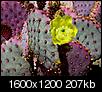 Photo's of Cactus in Apache Junction AZ-cactus-3.jpg